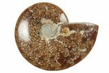 4.5" Polished Ammonite Fossil - Madagascar - #199193-1